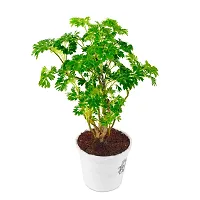 Phulwa Arelia Palm Live Plant with White Printed malamine Pot for Home decore, Indoor Plant, Office Plant-thumb1