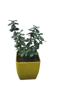 Phulwa | Jade Plant | Plastic Pot | Indoor  Outdoor Plants | Gift for Birthday | Home Decorative-thumb1