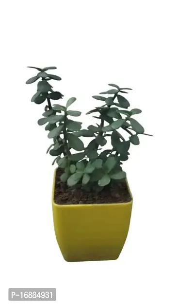 Phulwa | Jade Plant | Plastic Pot | Indoor  Outdoor Plants | Gift for Birthday | Home Decorative-thumb2