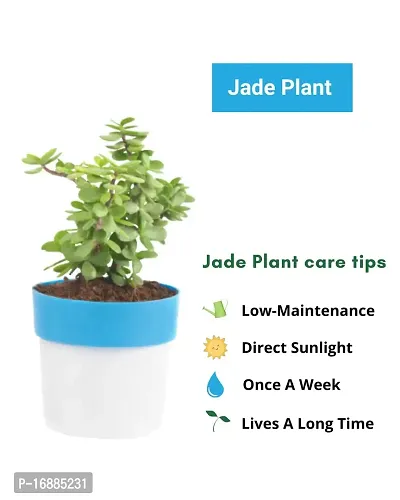 Phulwa Good Luck Jade Plant with Pot-thumb2