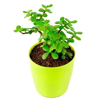 Phulwa Jade Bonsai Live Plant with Yellow Round Plant, Indoor Plant, Bonsai Plant, House Plant, Home decore, Office Plant-thumb3