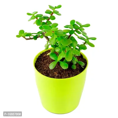 Phulwa Jade Bonsai Live Plant with Yellow Round Plant, Indoor Plant, Bonsai Plant, House Plant, Home decore, Office Plant-thumb4