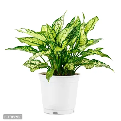 Phulwa Aglaonema Snow White Live Plant with White Nursery Plastic Pot for Home decore, Indoor Plant, Office Plant