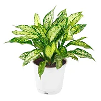 Phulwa Aglaonema Snow White Live Plant with White Nursery Plastic Pot for Home decore, Indoor Plant, Office Plant-thumb1