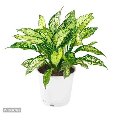 Phulwa Aglaonema Snow White Live Plant with White Nursery Plastic Pot for Home decore, Indoor Plant, Office Plant-thumb2