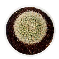 Phulwa Ball Barrle Cactus Live Plant with White Printed Malemine Pot for Indoor Home Decoration Plant-thumb2