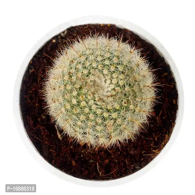 Phulwa Ball Barrle Cactus Live Plant with White Printed Malemine Pot for Indoor Home Decoration Plant-thumb3