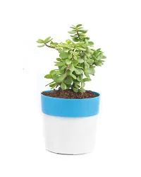 Phulwa Combo of 2 Plants, Jade Plant with Blue and White 2 Shade Pot and Money Plant with Green and White 2 Shade Pot, Plants for Home  Office d?cor | Easy Care | Lucky Plant | Indoor  Outdoor-thumb3