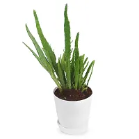 Phulwa Finger Cactus Live Plant with White self Watering Plastic Pot for Home Decoration, Indoor Plant, House Plant, Office Plant, Cactus Plant, Succulent Plant-thumb2