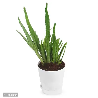 Phulwa Finger Cactus Live Plant with White self Watering Plastic Pot for Home Decoration, Indoor Plant, House Plant, Office Plant, Cactus Plant, Succulent Plant-thumb3