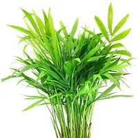 Phulwa Chamaedorea Palm Best Live Indoor Air Purifying Plant with Plastic Pot, Plant for Indoor  Outdoor, Home  Office D?cor, Gifting, Pack of-1-thumb1