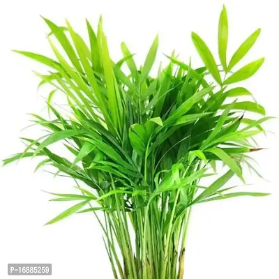 Phulwa Chamaedorea Palm Best Live Indoor Air Purifying Plant with Plastic Pot, Plant for Indoor  Outdoor, Home  Office D?cor, Gifting, Pack of-1-thumb2