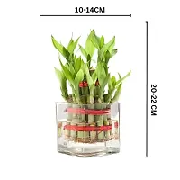 Phulwa Combo of Two Layer Lucky Bamboo Plant with Sqaure Glass Pot and Green Money Plant with Round Jute Wrapped Pot, Easy Care Indoor House Plant | Home  Office D?cor Airpurifying | Good Luck | Plant for Gifting | Pack of 1-thumb2