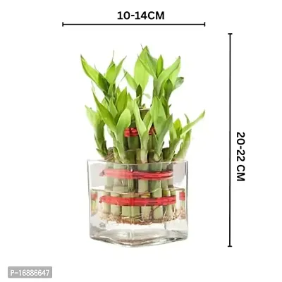 Phulwa Combo of Two Layer Lucky Bamboo Plant with Sqaure Glass Pot and Green Money Plant with Round Jute Wrapped Pot, Easy Care Indoor House Plant | Home  Office D?cor Airpurifying | Good Luck | Plant for Gifting | Pack of 1-thumb3