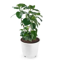 Phulwa Hibiscuss Live Plant with White Nursery Pot for Home Decoration, Indoor Plant, House Plant, Office Plant, Cactus Plant, Succulent Plant-thumb1