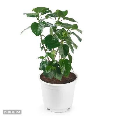 Phulwa Hibiscuss Live Plant with White Nursery Pot for Home Decoration, Indoor Plant, House Plant, Office Plant, Cactus Plant, Succulent Plant-thumb2