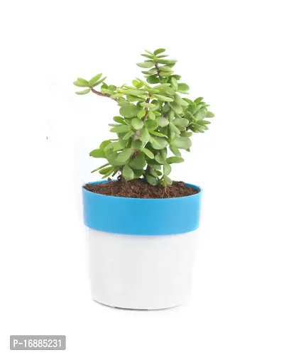 Phulwa Good Luck Jade Plant with Pot-thumb0