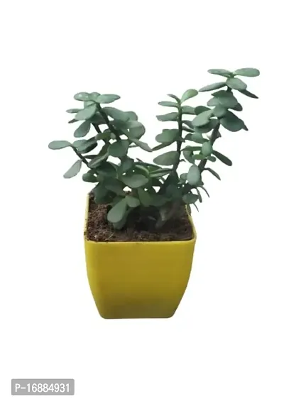 Phulwa | Jade Plant | Plastic Pot | Indoor  Outdoor Plants | Gift for Birthday | Home Decorative-thumb0