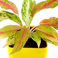 Phulwa Aglaonema Pink Snow Live Plant with Yellow Square Plastic Pot for Home Decore, Indoor Plant, Office Plant with Yellow Pot-thumb2