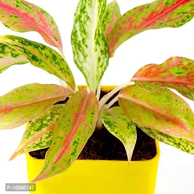 Phulwa Aglaonema Pink Snow Live Plant with Yellow Square Plastic Pot for Home Decore, Indoor Plant, Office Plant with Yellow Pot-thumb3