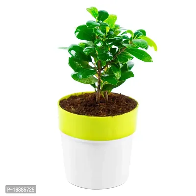 Phulwa Ficus compacta Live Plant with Yellow and White Plastic Pot, Indoor Plant, House Plant, Offfice Plant,