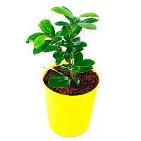 Phulwa Ficus compacta Live Plant with Yellow Round Plastic Pot, Indoor Plant, House Plant, Offfice Plant,-thumb1