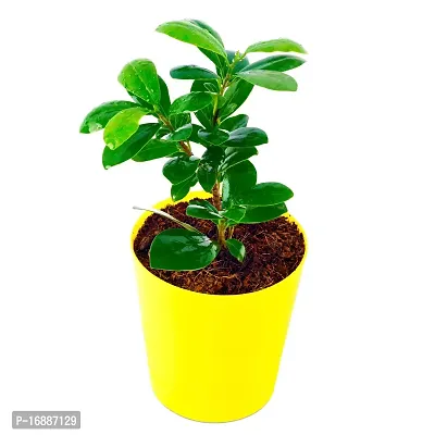 Phulwa Ficus compacta Live Plant with Yellow Round Plastic Pot, Indoor Plant, House Plant, Offfice Plant,-thumb2