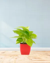 Phulwa Combo of Two Layer Lucky Bamboo Plant ( Square Glass Pot ) With Golden Money Plant (Square Red Plastic Pot) | Easy Care Indoor House Plant | Home  Office D?cor Airpurifying | Good Luck | Plant | for Gifting | Pack of 1-thumb1