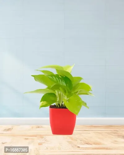 Phulwa Combo of Two Layer Lucky Bamboo Plant ( Square Glass Pot ) With Golden Money Plant (Square Red Plastic Pot) | Easy Care Indoor House Plant | Home  Office D?cor Airpurifying | Good Luck | Plant | for Gifting | Pack of 1-thumb2