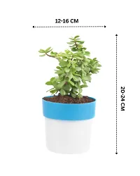 PHULWA Combo of 2 Plants, Jade Plant with Blue and White 2 shade Pot and Golden money plant with red square plastic pot, Plants for Home  Office d?cor| Airpurifying |indoor  outdoor |Plant for Gifting-thumb2