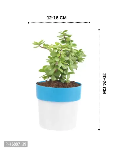 PHULWA Combo of 2 Plants, Jade Plant with Blue and White 2 shade Pot and Golden money plant with red square plastic pot, Plants for Home  Office d?cor| Airpurifying |indoor  outdoor |Plant for Gifting-thumb3