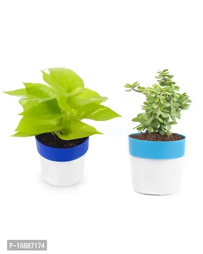 Phulwa Combo of 2 Plants, Jade Plant with Blue and White 2 Shade Pot and Golden Money Plant with Blue and White Plastic Pot, Plants for Home  Office d?coration| Outdoor  Indoor Pack of 2