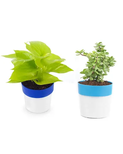 Must Have Plant & Planters 