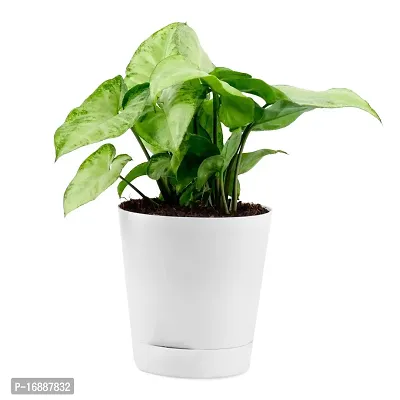 PHULWA White Syngonium Plant Indoor Air purifier With White Pot For Home Decoration