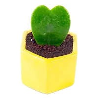 Phulwa Hoya Heart Live Plant with Yellow Ceramic Pot, Perfect Valentine Gift, Cute Plant, Succulent Plant-thumb1