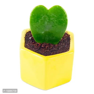 Phulwa Hoya Heart Live Plant with Yellow Ceramic Pot, Perfect Valentine Gift, Cute Plant, Succulent Plant-thumb2