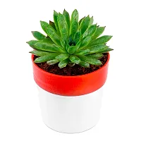 Phulwa Vishnu Kamal Live Plant with red and White Plastic Pot Low maintainance succulant Plant Indoor Plant for Home Decoration and Office Plant-thumb3