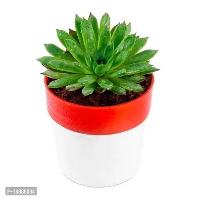 Phulwa Vishnu Kamal Live Plant with red and White Plastic Pot Low maintainance succulant Plant Indoor Plant for Home Decoration and Office Plant-thumb4