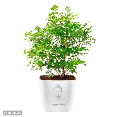 Phulwa Live Kamini Plant with White Square Plastic Pot with Buddha Print Plant for Indoor  Outdoor, Home  Office D?cor,Pack of 1