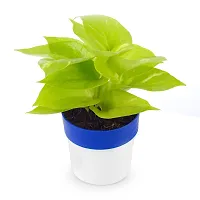 Phulwa Golden Money Plant in Blue and White Round Pot | Easy Care Indoor House Plant | Home  Office D?cor | Airpurifying | Good Luck-thumb4