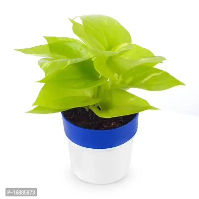 Phulwa Golden Money Plant in Blue and White Round Pot | Easy Care Indoor House Plant | Home  Office D?cor | Airpurifying | Good Luck-thumb5