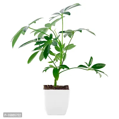 Phulwa Schefflera Indoor Air Purifier Plant with White Square Plastic Pot for Home and Office Decoration