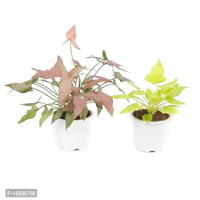 Phulwa Plant Combo of 2 Plants, syngonium Pink and syngonium selloum Golden with White Nursery Pot for Home Decoration, Indoor Plant with Pot