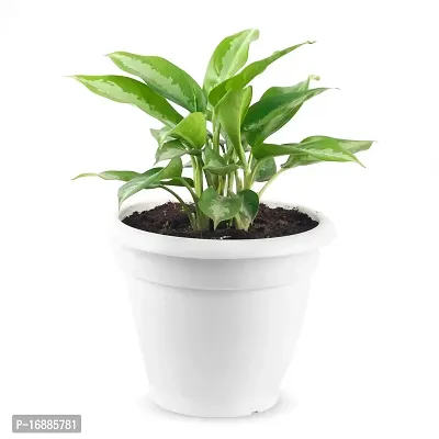 PHULW Osaka Aglaonema Live Plant with White Plastic Pot Low Maintainance Foliage Plant Air Purifying Plant Indoor  Outdoor, Plant for Home  Office Decoration, Air Purifer,Pack of 1
