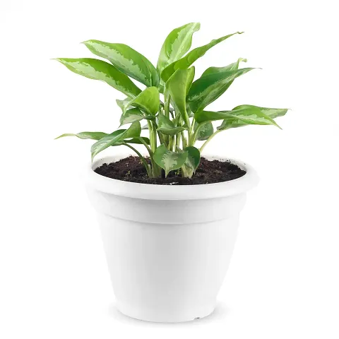 Hot Selling Plant & Planters 