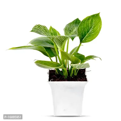 Phulwa philodendron Birkin| with White Pot |Live Plant | Indoor Plant | House Plant | Air Purifying Plant | Office Plant | Gifting Plant |