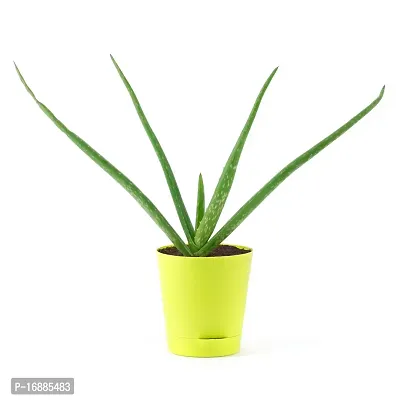 Phulwa Aloevera Ghrita-Kumari Medicinal Live Natural Plant with Yellow Self Watering Plastic Pot Succulent Plant for Indoor  Outdoor, Home  Office Decor, Pack of 1