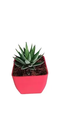 Phulwa Plants Live Haworthia Attenuata Zebra,Indoor for Friendship (Exotic Healthy Plant)-thumb1