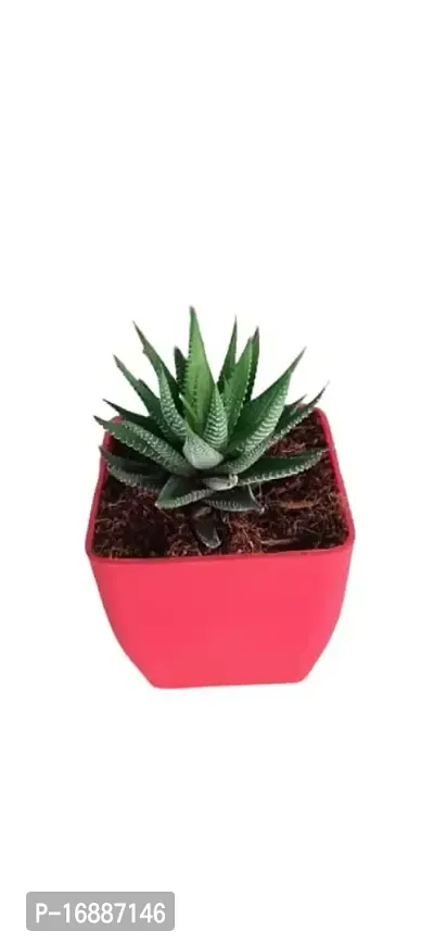 Phulwa Plants Live Haworthia Attenuata Zebra,Indoor for Friendship (Exotic Healthy Plant)-thumb2