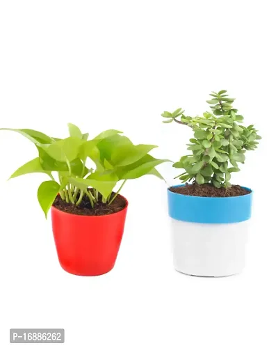 Phulwa Combo of 2 Plants, Jade Plant with Blue and White 2 Shade Pot and Money Plant with Red Round Plastic Pot, Home  Office d?cor | Easy Care | Lucky Plant | Indoor  Outdoor Decoration,Pack of 2